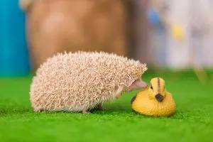 hedgehog on the grass sniffing toy duck