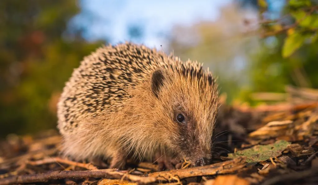 A little hedgehog in a forest walking in autumn