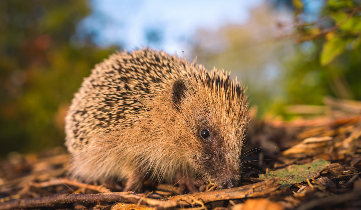 Can Hedgehogs Eat Fish? - Hedgehog Harmony