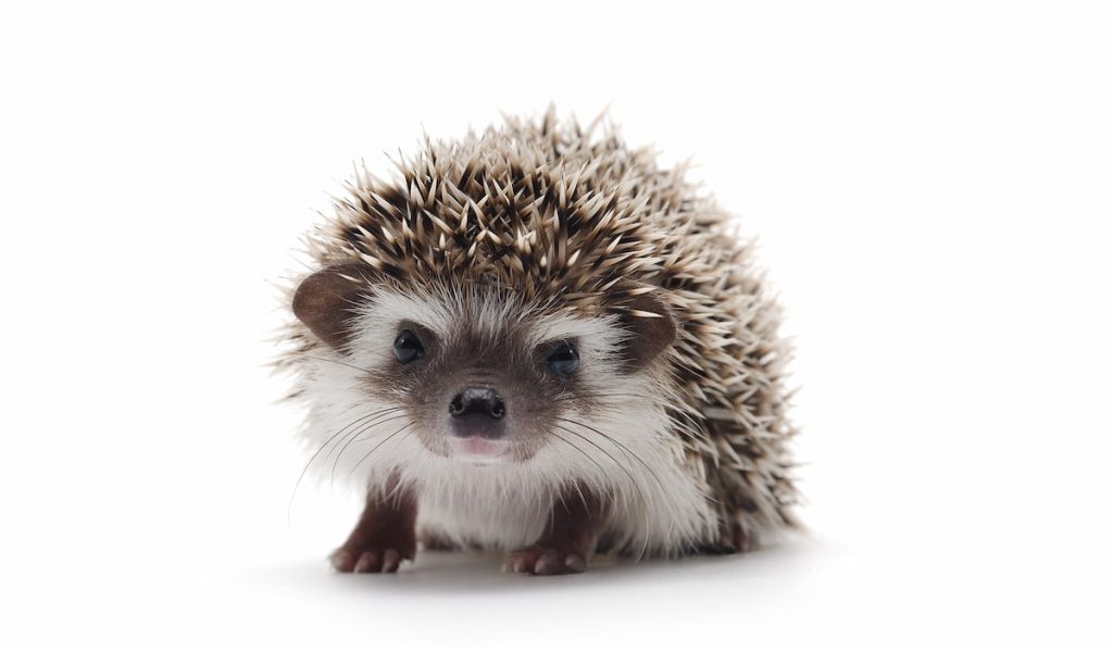 African Pygmy Hedgehog isolated on white background 