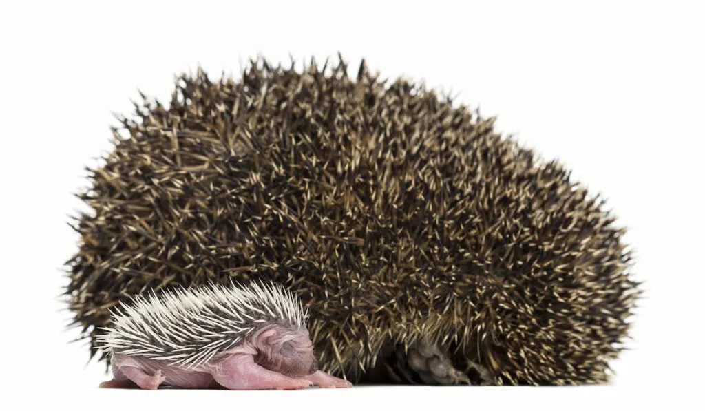 Baby Hedgehog lying next to its mother against white background