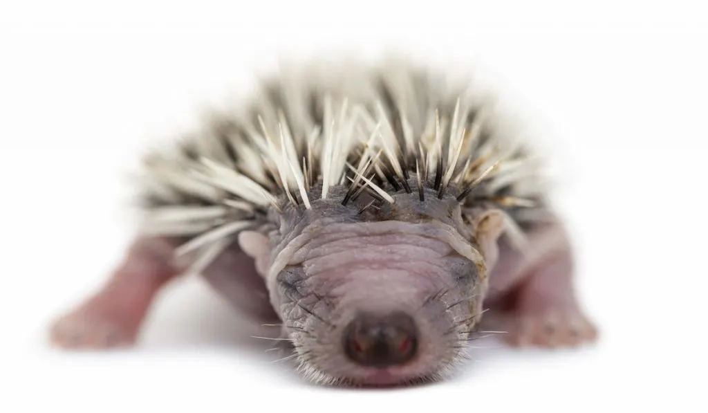 Baby hedgehog 4 days old on white background