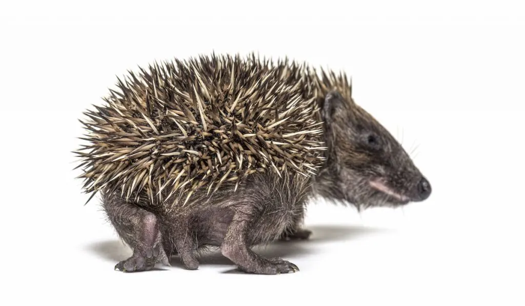 Back view of a Young European hedgehog on white background