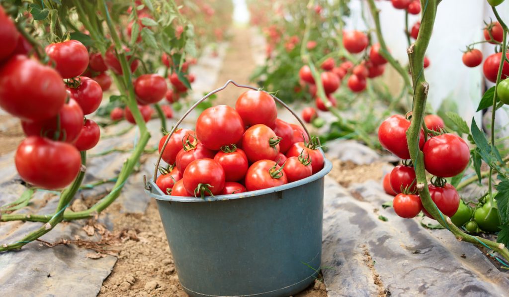 Bucket of red tomatoes at greenhouse on farm.