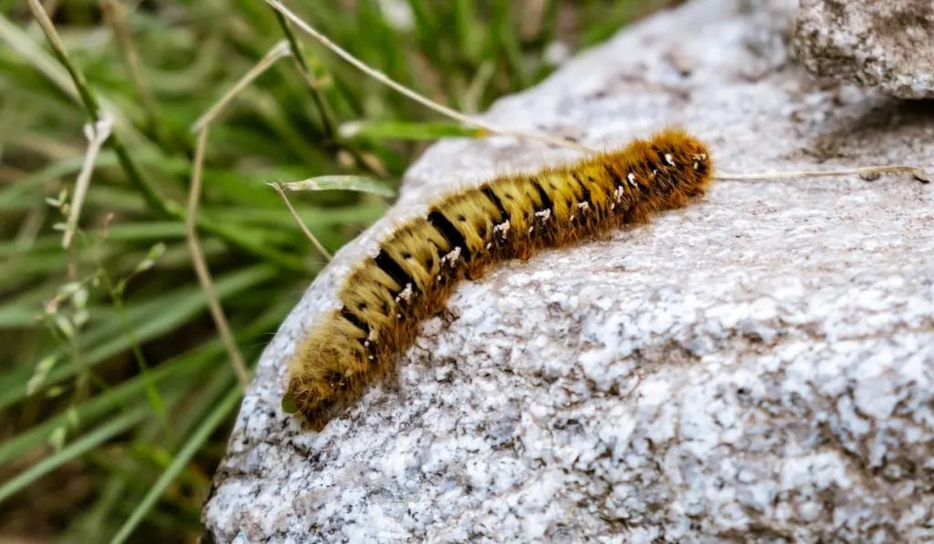 Caterpillar on a stone in natural environment