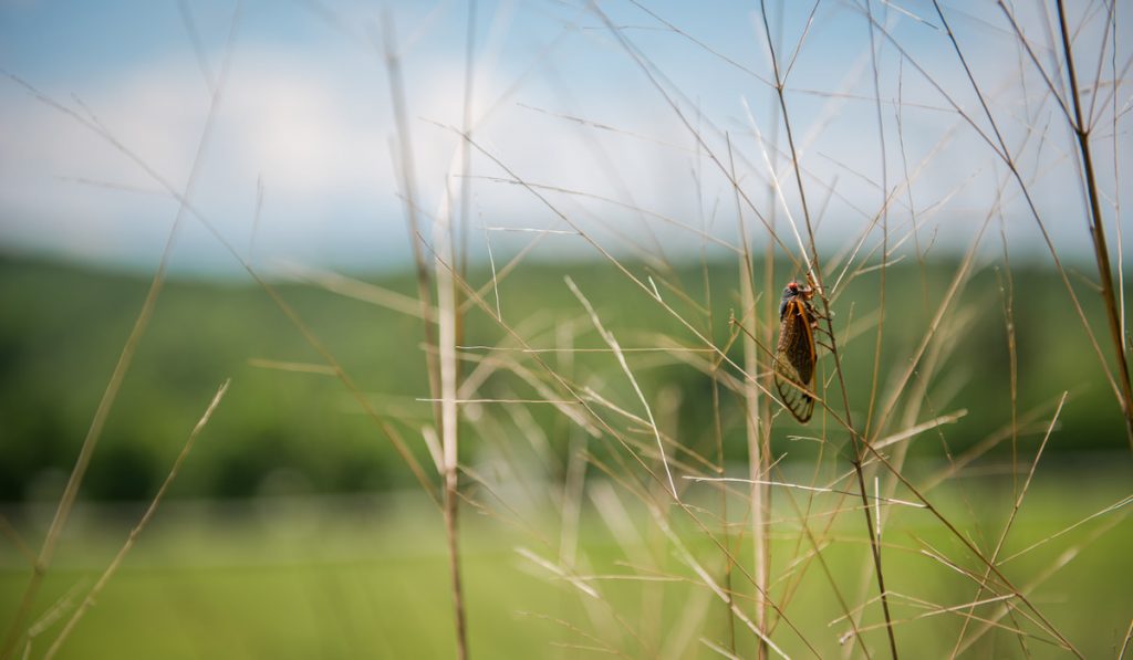 Cicada during hot summer day out in a field 