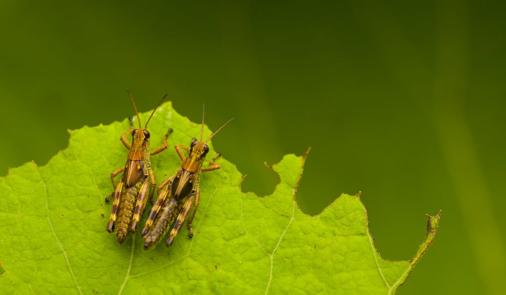 Close up of two brown crickets on a leaf