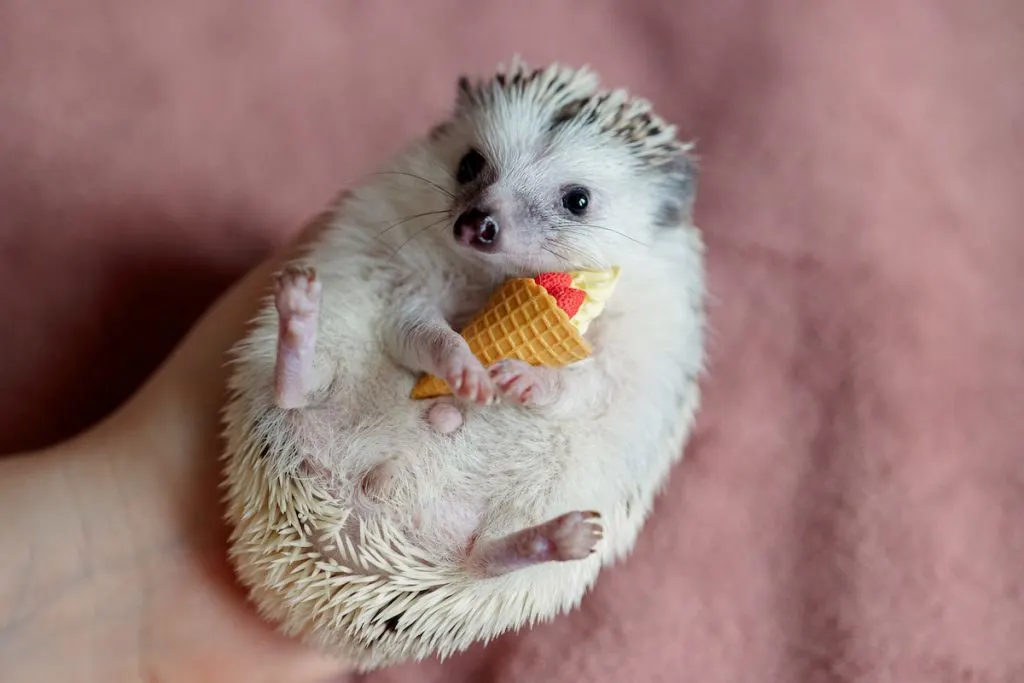 Cute hedgehog holds ice cream cone toy in its paws 