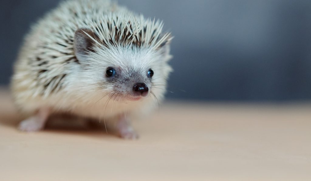 Cute hedgehog on blurry background 