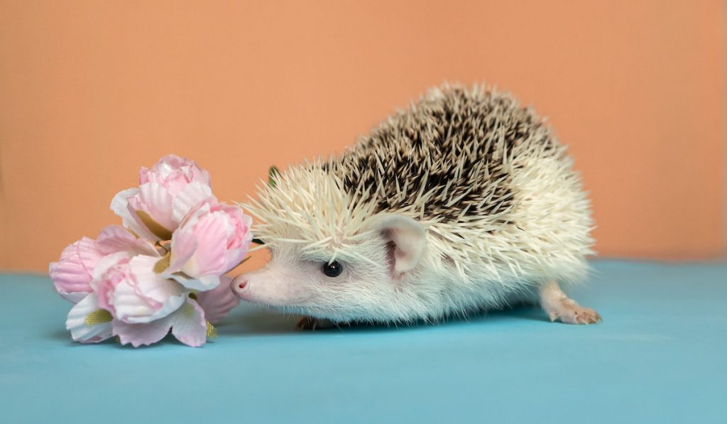 Cute little hedgehog smells flowers