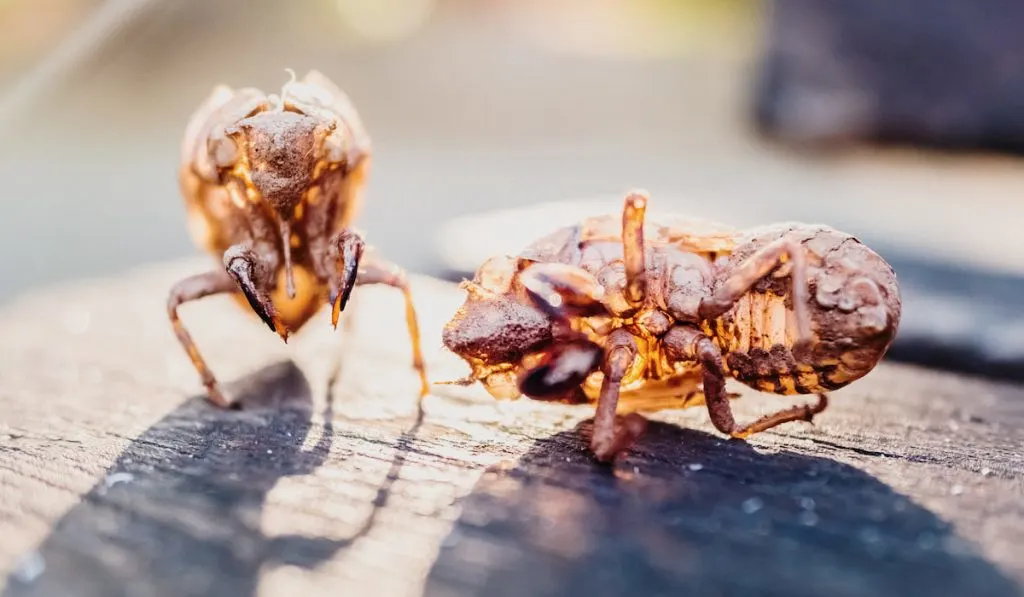 Dry skeleton of the nymph of the cicada insect