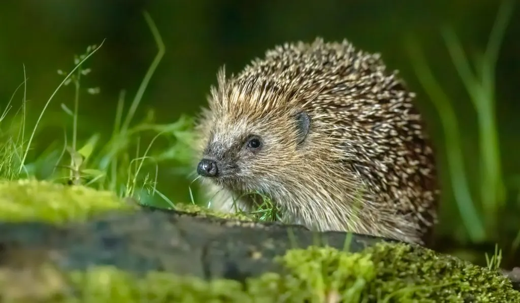 European hedgehog with forest background