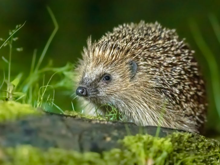 European-hedgehog-with-forest-background