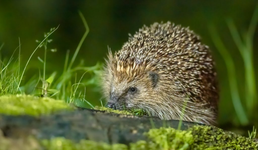 European hedgehog with forest background 