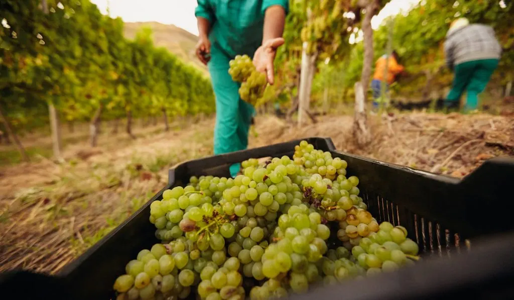 Farm worker harvesting grape in vineyard