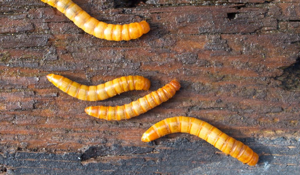 Four mealworms on wooden background