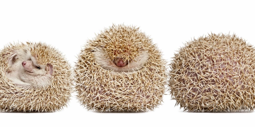 Four-toed Hedgehog, Atelerix albiventris, balled up in front of white background