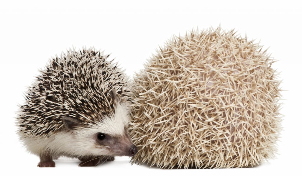 Four-toed Hedgehogs on white background 