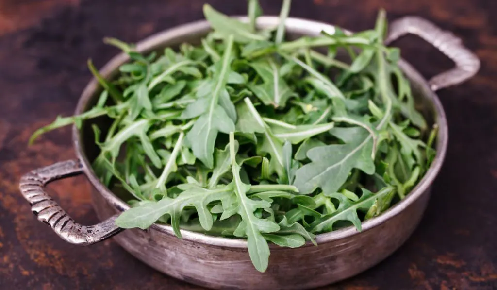 Fresh arugula in the pan 