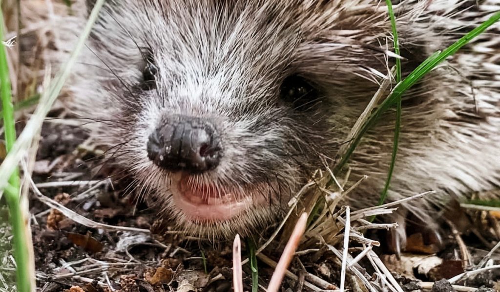 Funny hedgehog closeup photo
