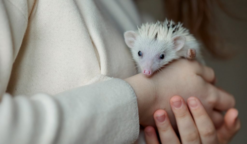 Girl holds cute hedgehog in her hands 