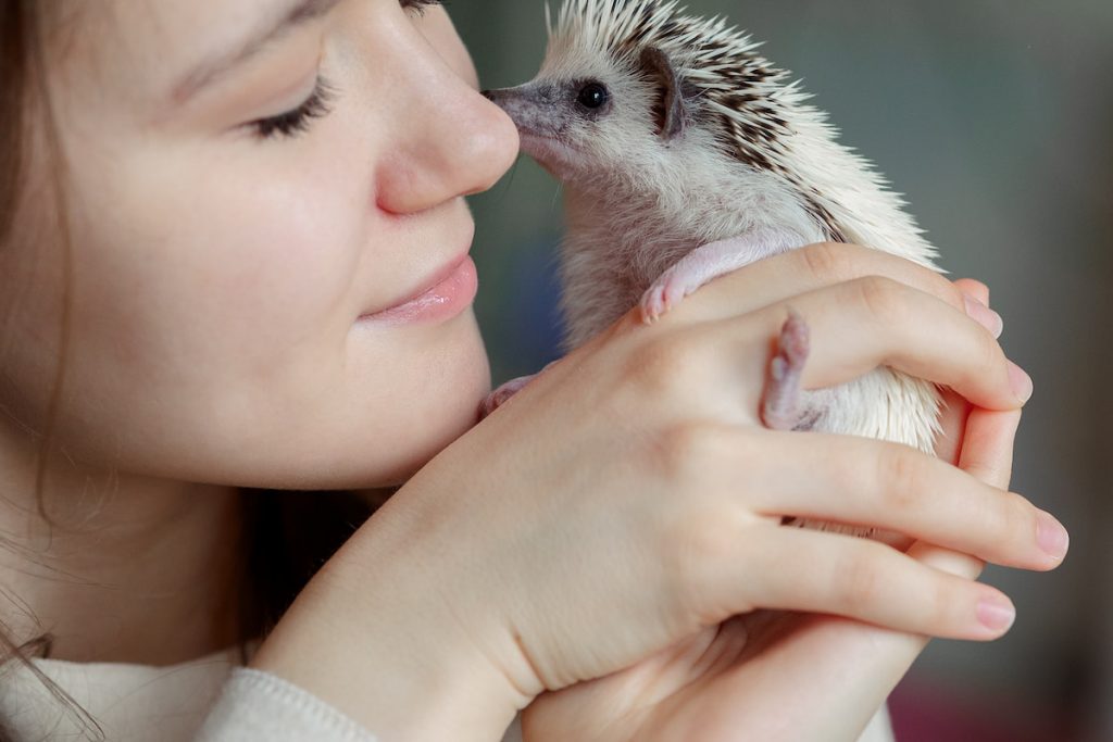 Girl holds cute hedgehog in her hands kissing her face