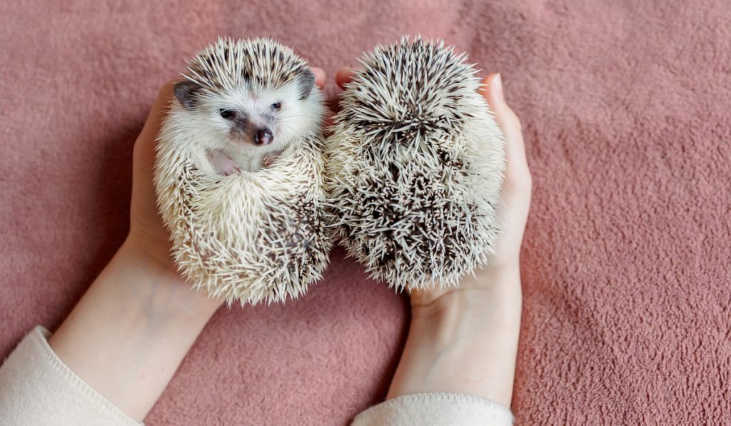Girl holds two cute hedgehogs in her hands