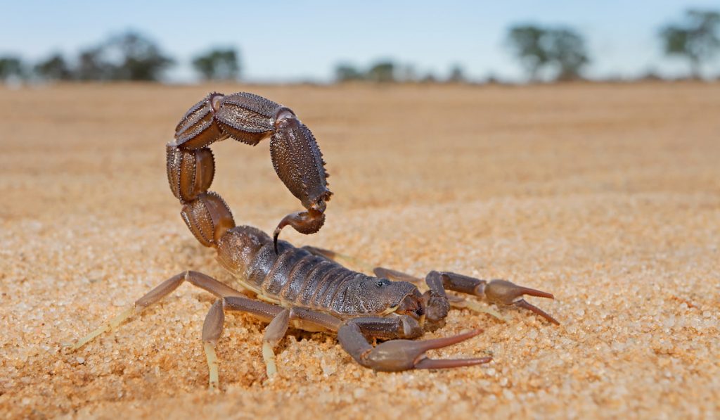 Granulated thick-tailed scorpion 