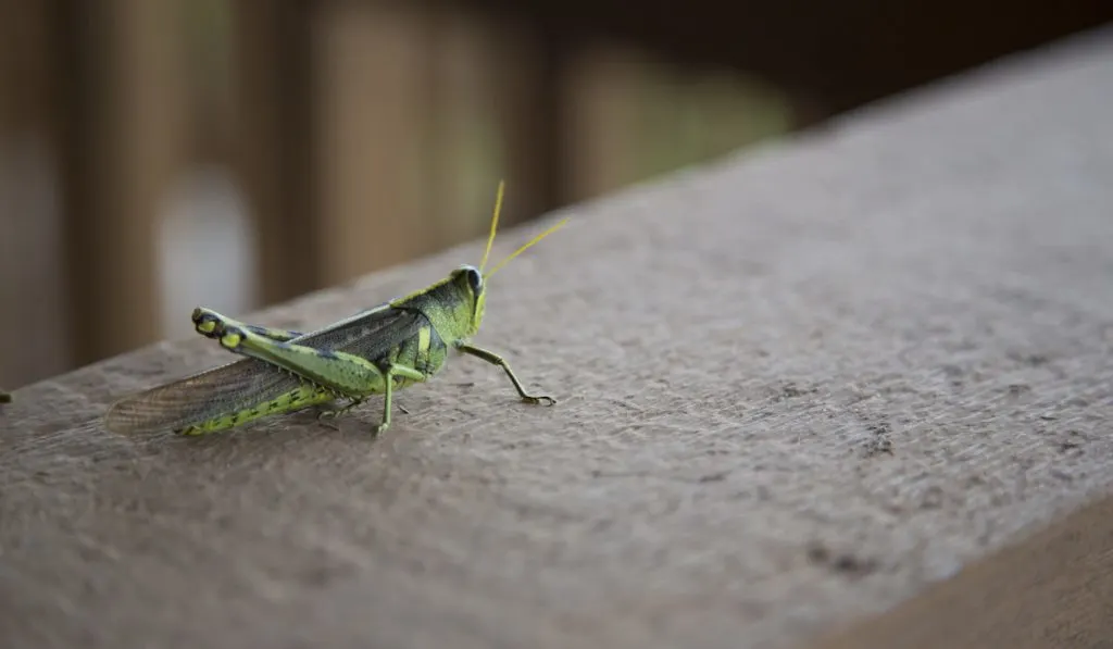 Grasshopper on the ground blurry background