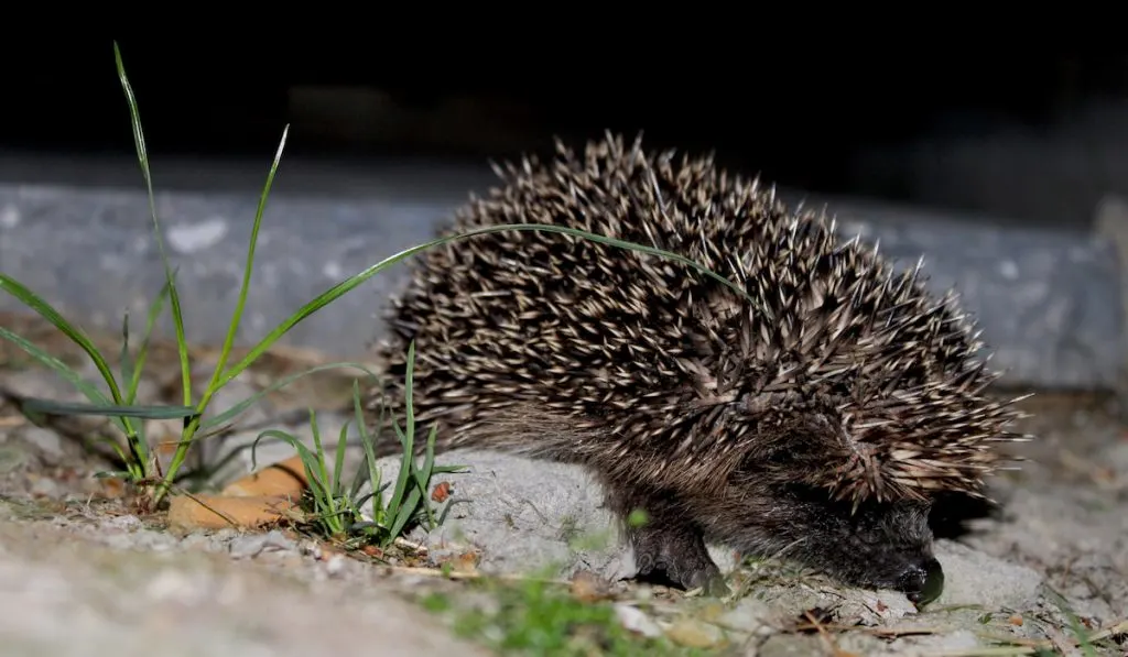 Hedgehog at night 