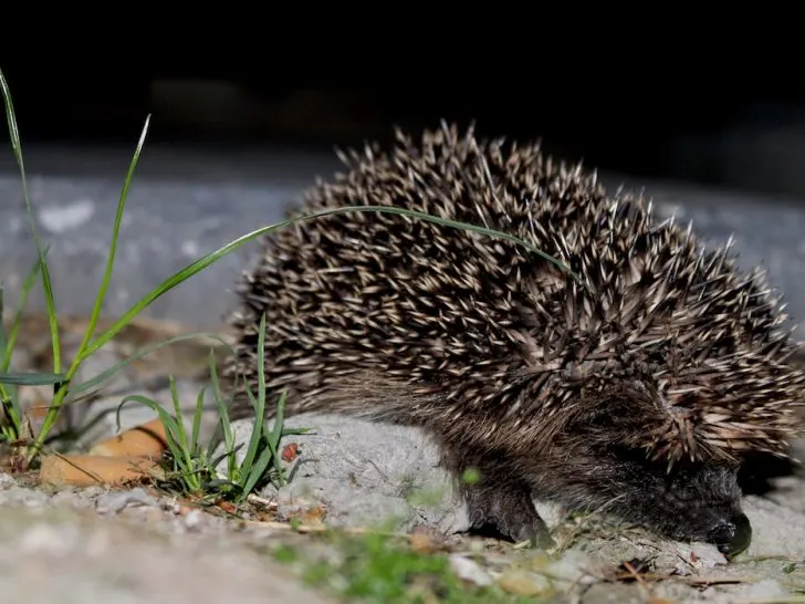 Hedgehog-at-night