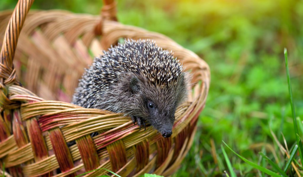 Hedgehog in a basket on green grass