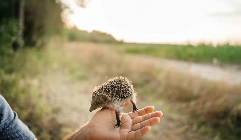 Hedgehog in the palm of a man in the forest 