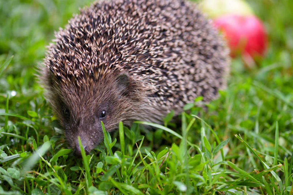 Hedgehog on grass and blurred apple on background