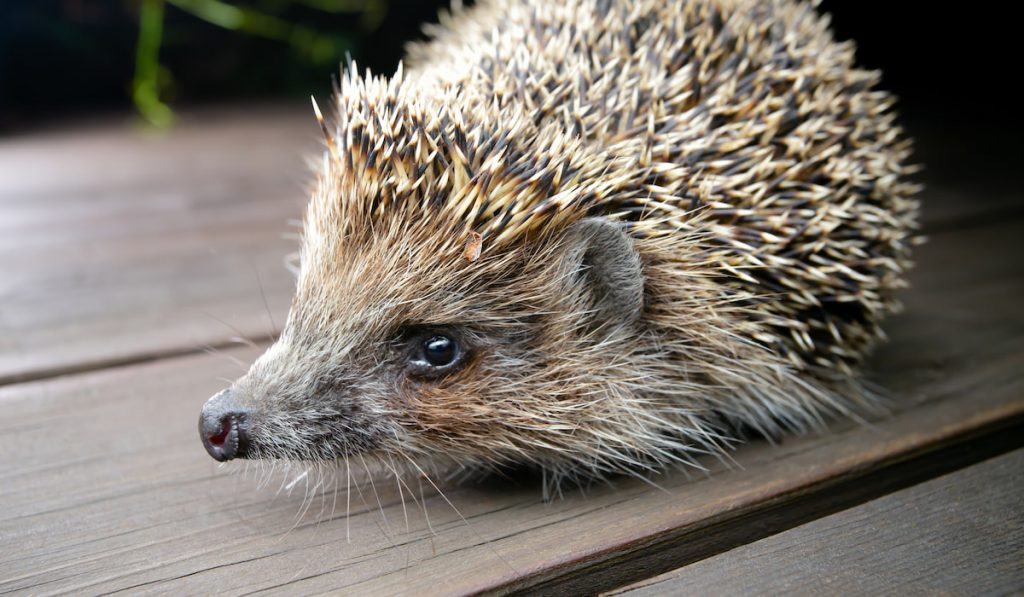 Hedgehog on wooden board