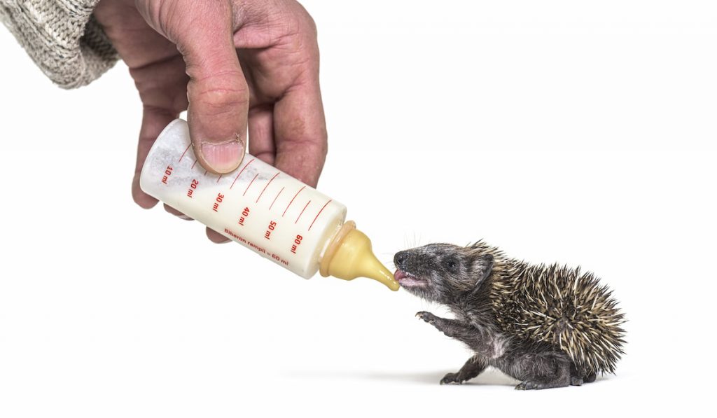 Helping human hand give food with a feeding bottle a Young European hedgehog 