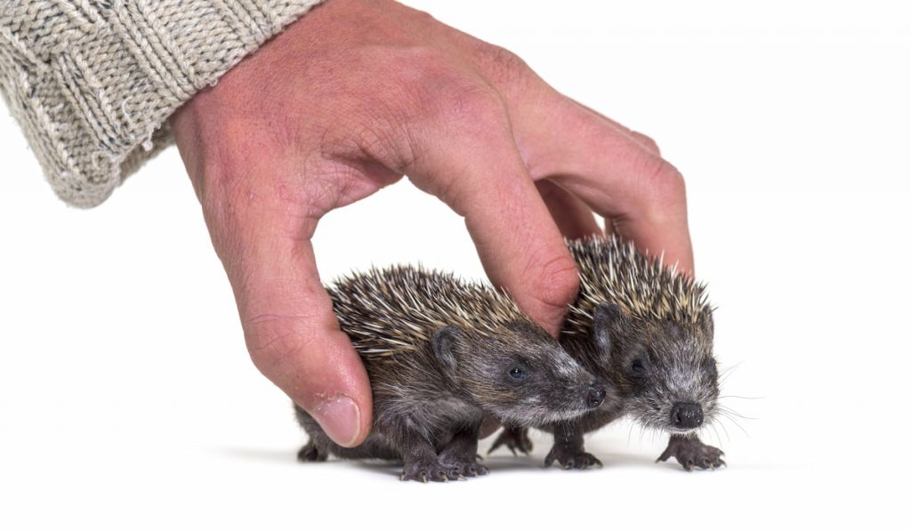 Human hand touching and helping two rescued Young European hedge