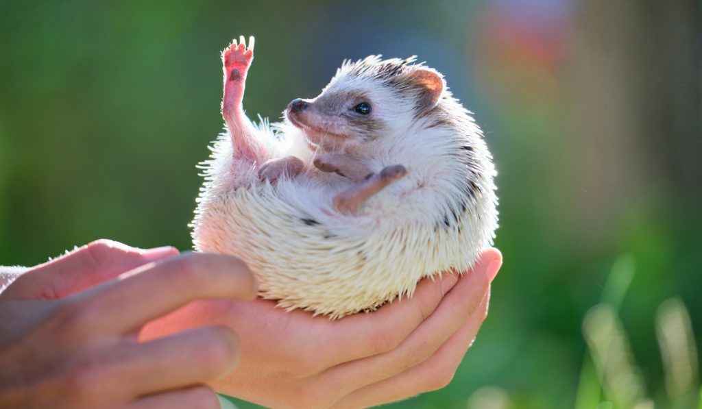Human hands holding little african hedgehog pet outdoors on summer day