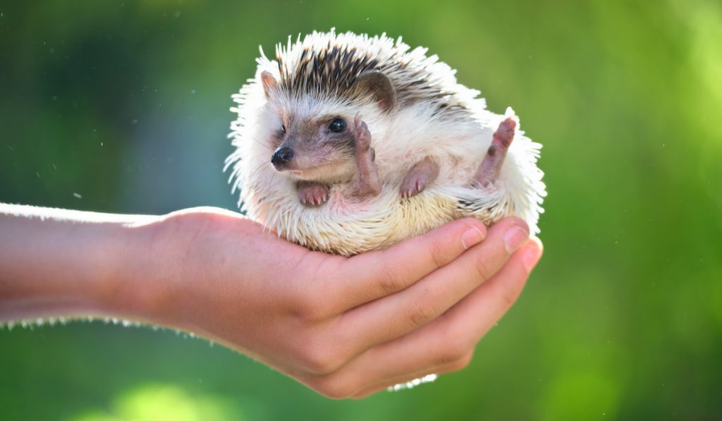 Human hands holding little african hedgehog pet outdoors on summer day
