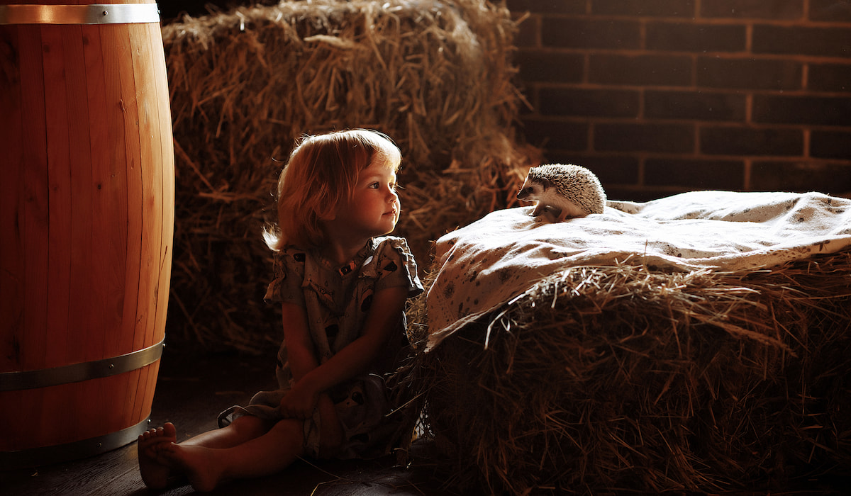 Can Hedgehogs Live Together? Hedgehog Harmony