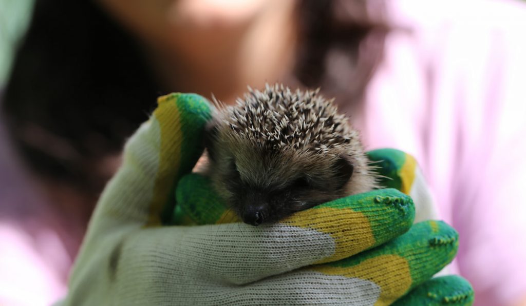 Little hedgehog in the hands of a vet 