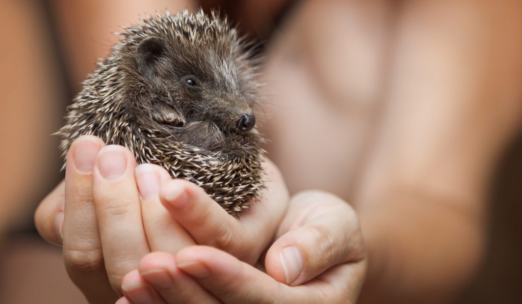 Little hedgehog in the palms