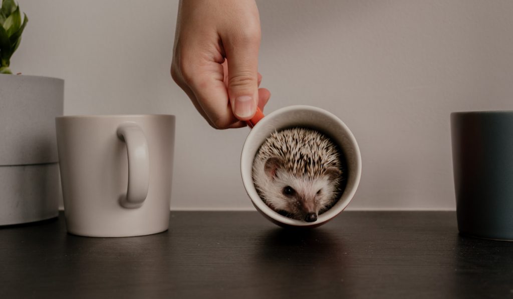 Little hedgehog inside the mug holds by the owner 