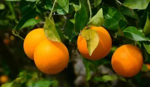 Oranges-on-a-tree