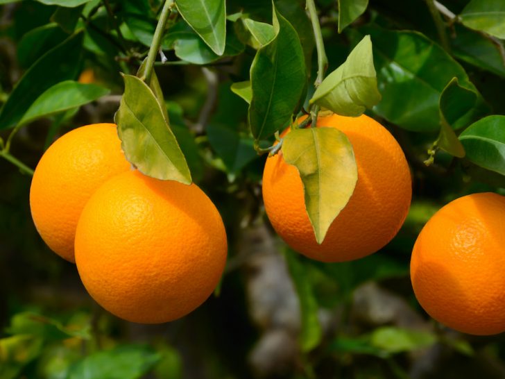 Oranges-on-a-tree