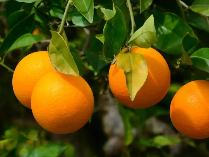 Oranges-on-a-tree