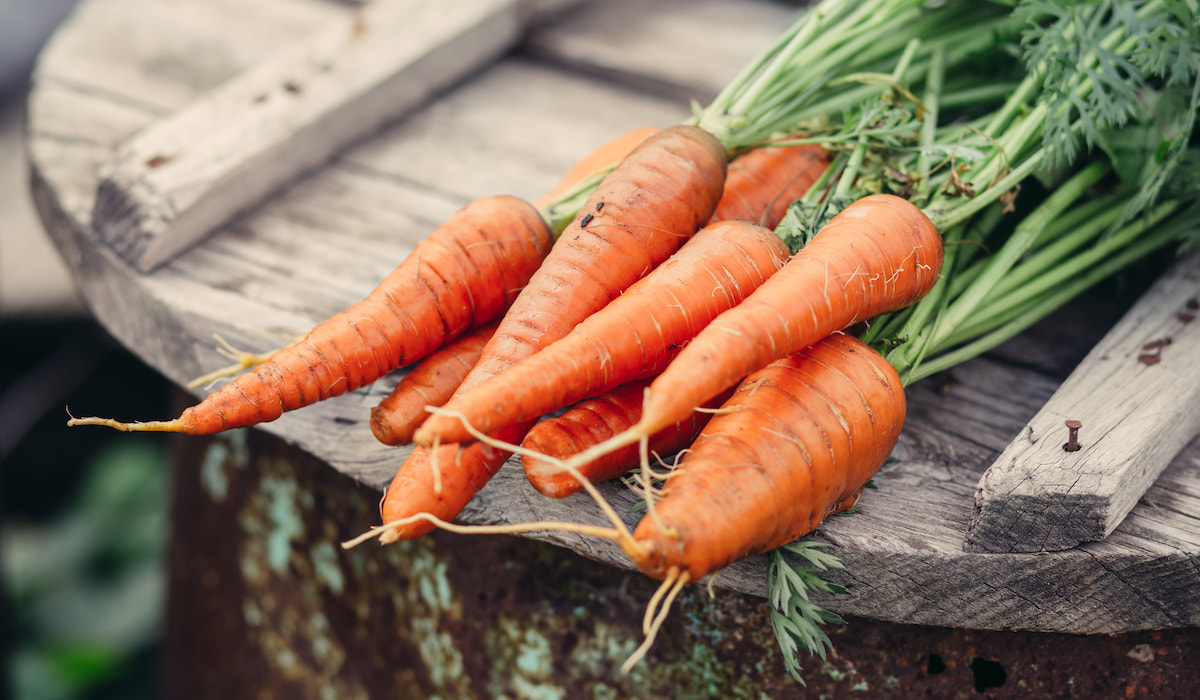 Can Hedgehogs Eat Carrots? Hedgehog Harmony