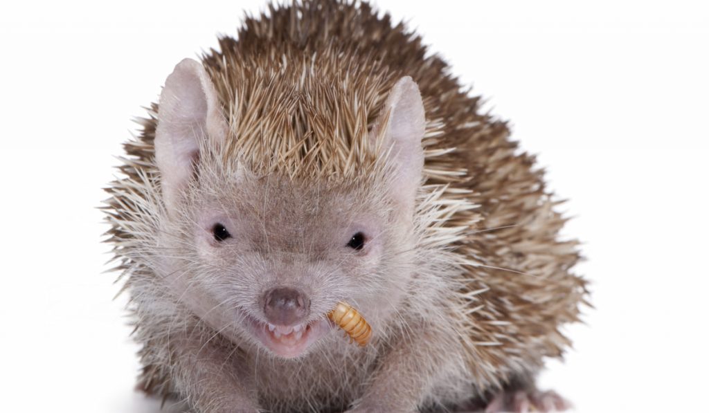Portrait of Lesser Hedgehog Tenrec eating mealworm on white background