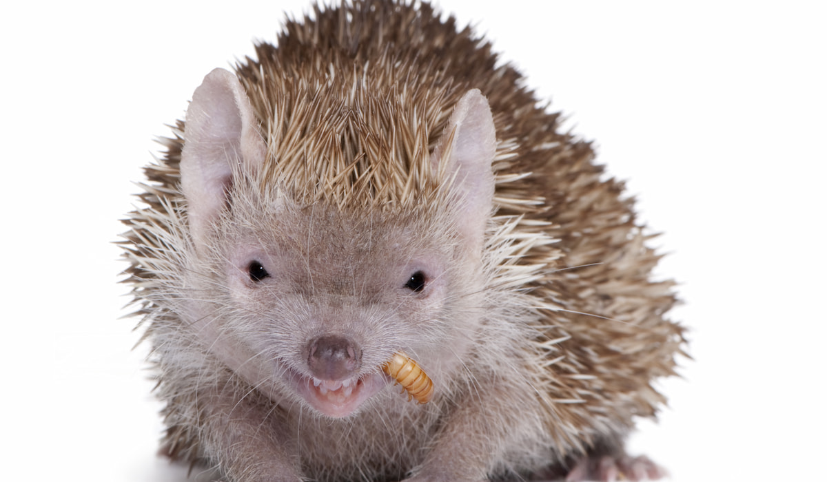 Can Hedgehogs Eat Mealworms? Hedgehog Harmony