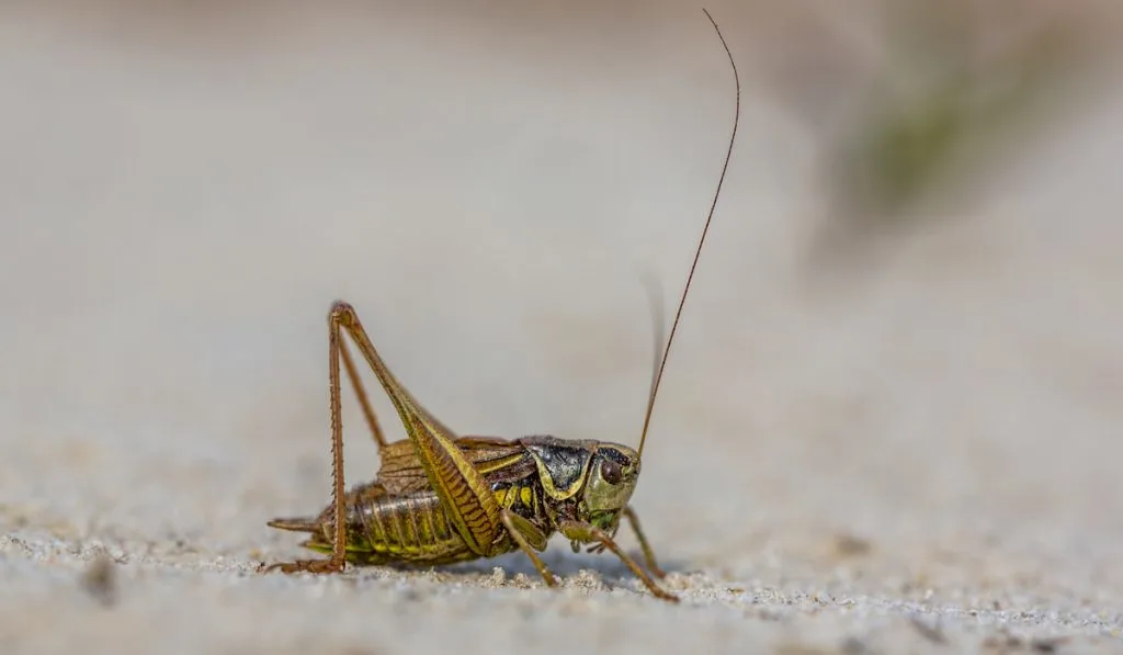 Roesels bush cricket on light sand 
